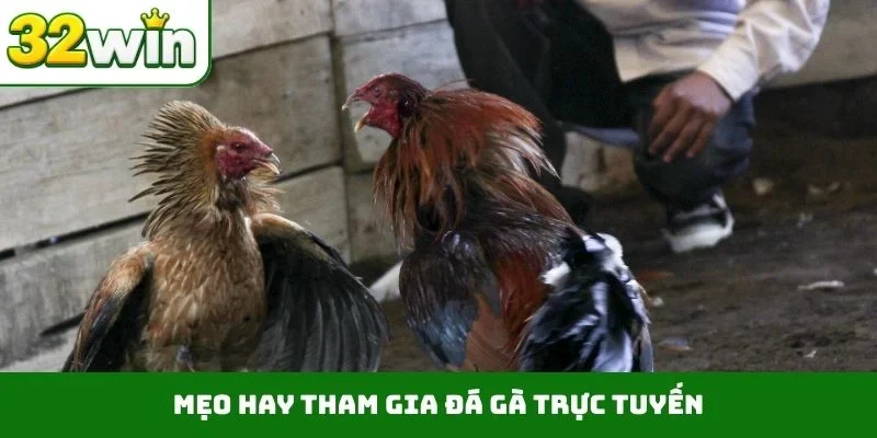 Mẹo hay tham gia đá gà trực tuyến